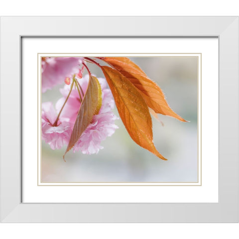 Pink Cherry Blossoms II White Modern Wood Framed Art Print with Double Matting by Mahan, Kathy