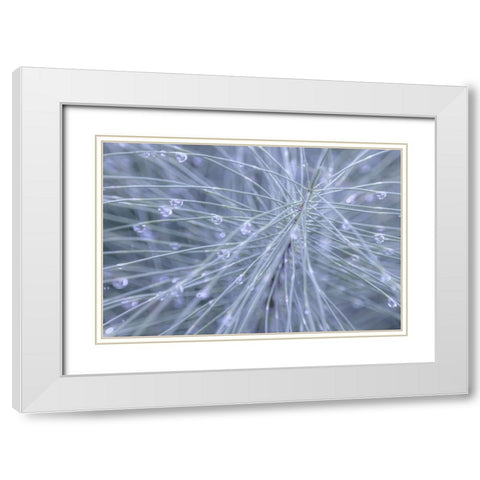 Horsetail II White Modern Wood Framed Art Print with Double Matting by Mahan, Kathy