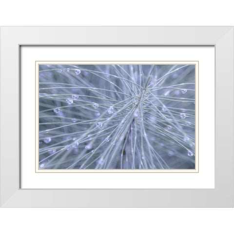 Horsetail II White Modern Wood Framed Art Print with Double Matting by Mahan, Kathy