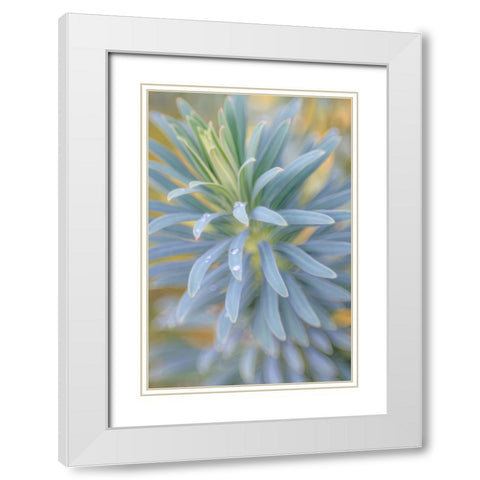 Euphorbia And Rain Drops I White Modern Wood Framed Art Print with Double Matting by Mahan, Kathy