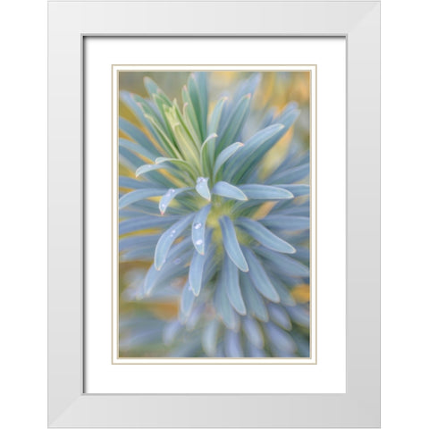 Euphorbia And Rain Drops I White Modern Wood Framed Art Print with Double Matting by Mahan, Kathy
