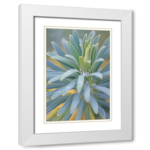 Euphorbia And Rain Drops II White Modern Wood Framed Art Print with Double Matting by Mahan, Kathy