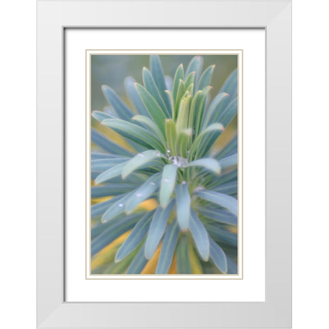 Euphorbia And Rain Drops II White Modern Wood Framed Art Print with Double Matting by Mahan, Kathy