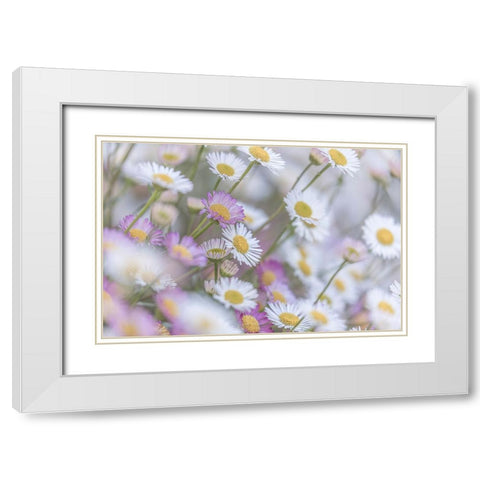 Santa Barbara Daisies I White Modern Wood Framed Art Print with Double Matting by Mahan, Kathy