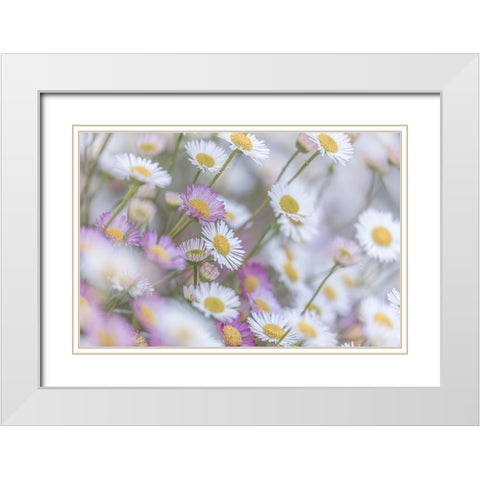 Santa Barbara Daisies I White Modern Wood Framed Art Print with Double Matting by Mahan, Kathy