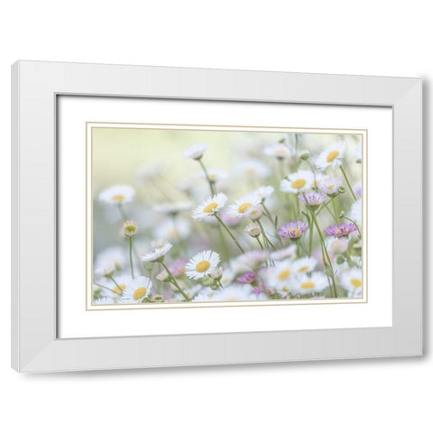Santa Barbara Daisies II White Modern Wood Framed Art Print with Double Matting by Mahan, Kathy