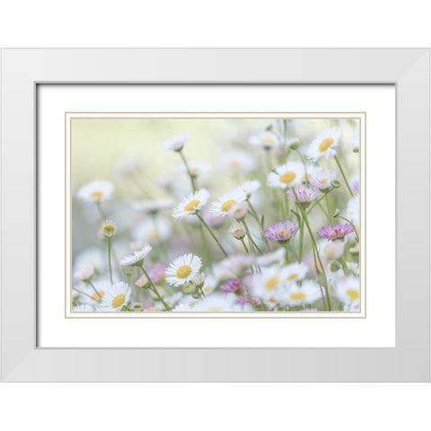 Santa Barbara Daisies II White Modern Wood Framed Art Print with Double Matting by Mahan, Kathy