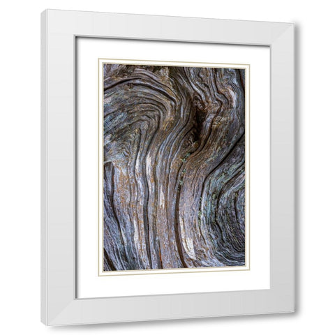 Gnarled Driftwood I White Modern Wood Framed Art Print with Double Matting by Mahan, Kathy