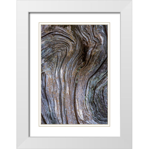 Gnarled Driftwood I White Modern Wood Framed Art Print with Double Matting by Mahan, Kathy