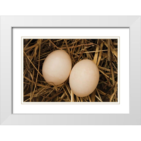 Eggs I White Modern Wood Framed Art Print with Double Matting by Millet, Karyn