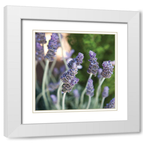 Lavender II White Modern Wood Framed Art Print with Double Matting by Millet, Karyn