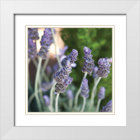 Lavender II White Modern Wood Framed Art Print with Double Matting by Millet, Karyn