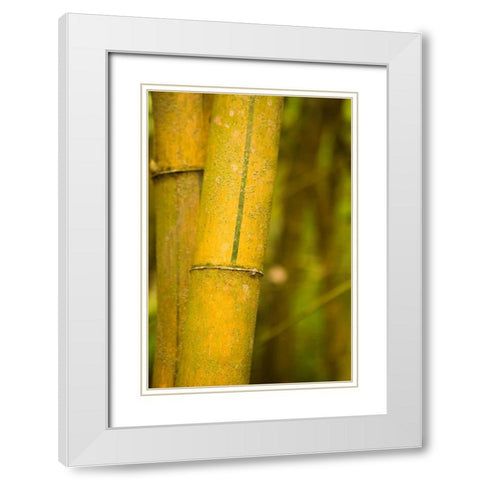Bamboo I White Modern Wood Framed Art Print with Double Matting by Millet, Karyn