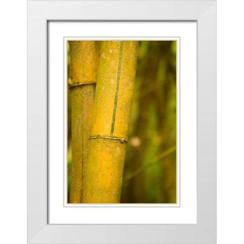 Bamboo I White Modern Wood Framed Art Print with Double Matting by Millet, Karyn