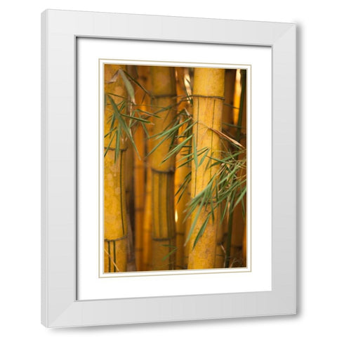 Bamboo II White Modern Wood Framed Art Print with Double Matting by Millet, Karyn