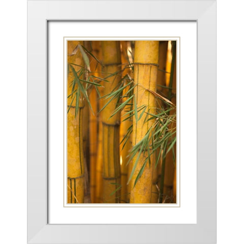 Bamboo II White Modern Wood Framed Art Print with Double Matting by Millet, Karyn