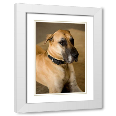 Great Dane White Modern Wood Framed Art Print with Double Matting by Millet, Karyn