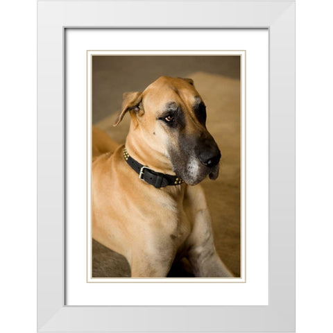 Great Dane White Modern Wood Framed Art Print with Double Matting by Millet, Karyn