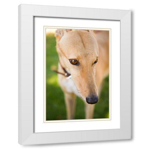 Greyhound White Modern Wood Framed Art Print with Double Matting by Millet, Karyn