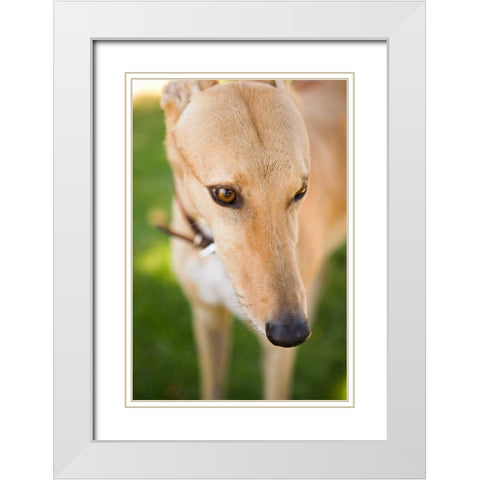 Greyhound White Modern Wood Framed Art Print with Double Matting by Millet, Karyn