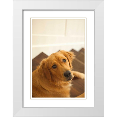 Goldie I White Modern Wood Framed Art Print with Double Matting by Millet, Karyn