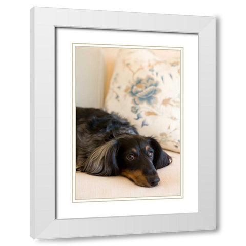 Dachshund White Modern Wood Framed Art Print with Double Matting by Millet, Karyn