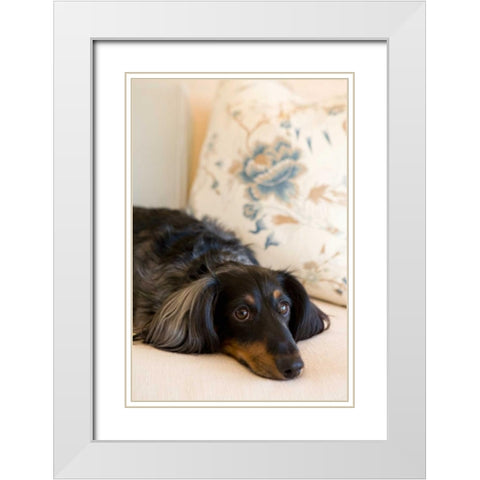 Dachshund White Modern Wood Framed Art Print with Double Matting by Millet, Karyn