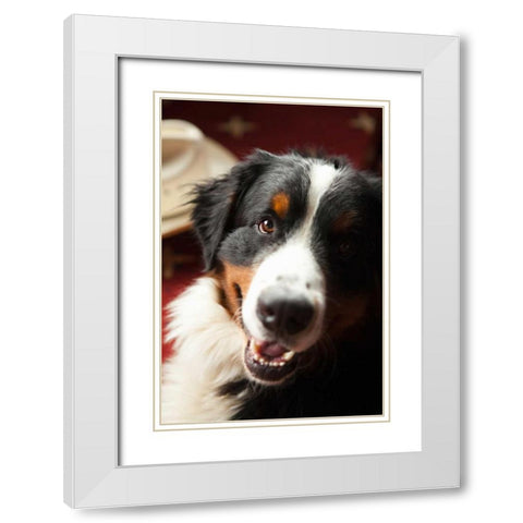 Ranch Dog White Modern Wood Framed Art Print with Double Matting by Millet, Karyn