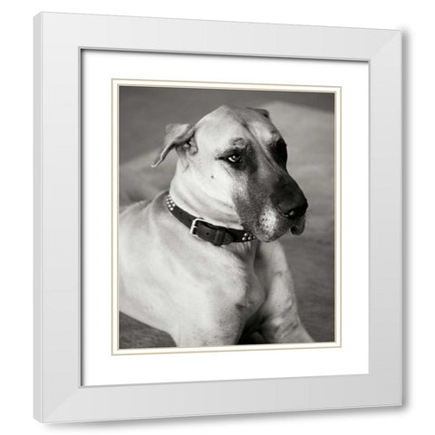 Great Dane White Modern Wood Framed Art Print with Double Matting by Millet, Karyn