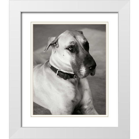 Great Dane White Modern Wood Framed Art Print with Double Matting by Millet, Karyn