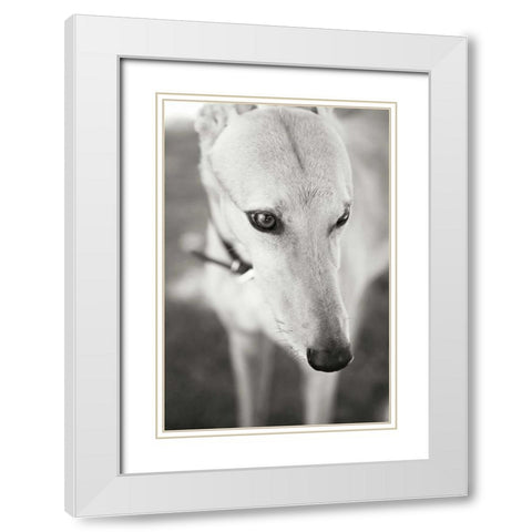 Greyhound White Modern Wood Framed Art Print with Double Matting by Millet, Karyn