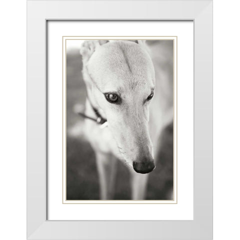 Greyhound White Modern Wood Framed Art Print with Double Matting by Millet, Karyn
