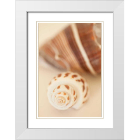 Shell by Shell III White Modern Wood Framed Art Print with Double Matting by Millet, Karyn