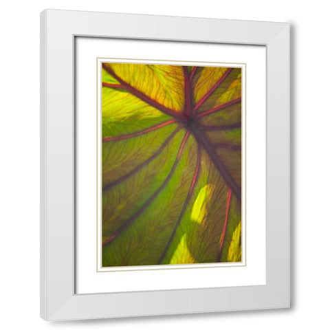 Sun in the Leaves II White Modern Wood Framed Art Print with Double Matting by Millet, Karyn