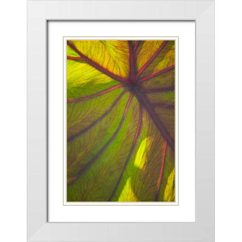 Sun in the Leaves II White Modern Wood Framed Art Print with Double Matting by Millet, Karyn