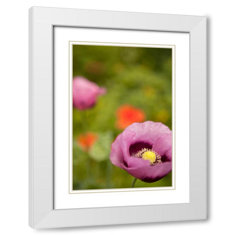 Purple Poppy II White Modern Wood Framed Art Print with Double Matting by Millet, Karyn