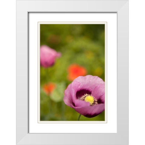 Purple Poppy II White Modern Wood Framed Art Print with Double Matting by Millet, Karyn
