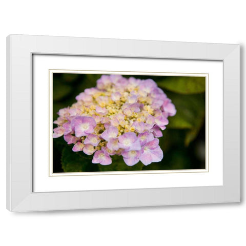Hydrangeas I White Modern Wood Framed Art Print with Double Matting by Millet, Karyn