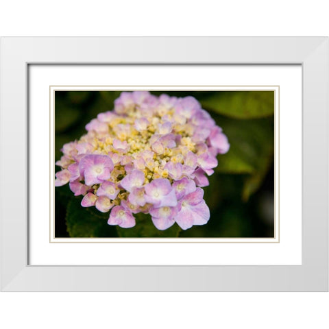 Hydrangeas I White Modern Wood Framed Art Print with Double Matting by Millet, Karyn