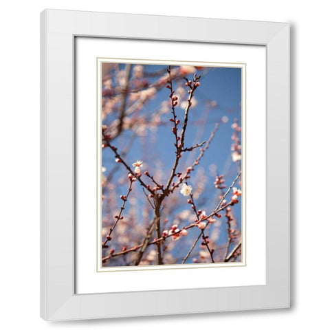In Bloom X White Modern Wood Framed Art Print with Double Matting by Millet, Karyn