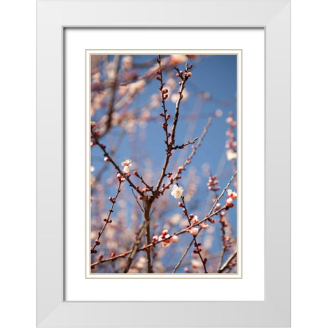 In Bloom X White Modern Wood Framed Art Print with Double Matting by Millet, Karyn