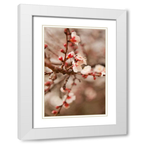 In Bloom XI White Modern Wood Framed Art Print with Double Matting by Millet, Karyn