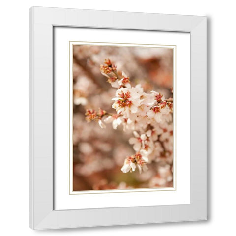 In Bloom XII White Modern Wood Framed Art Print with Double Matting by Millet, Karyn