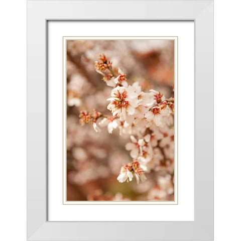 In Bloom XII White Modern Wood Framed Art Print with Double Matting by Millet, Karyn