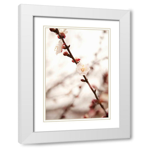 In Bloom XIII White Modern Wood Framed Art Print with Double Matting by Millet, Karyn