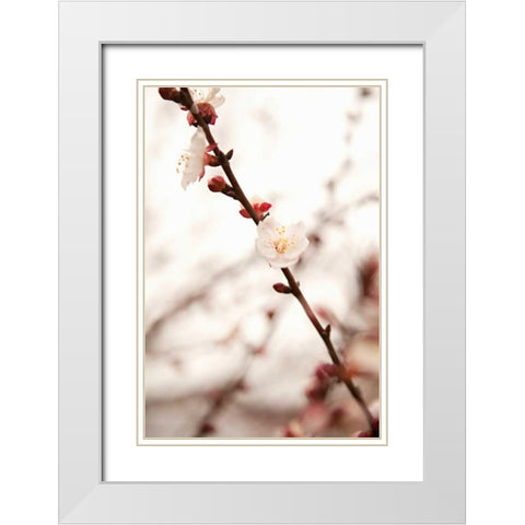 In Bloom XIII White Modern Wood Framed Art Print with Double Matting by Millet, Karyn