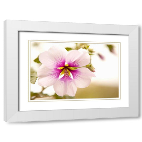 Macro Bloom I White Modern Wood Framed Art Print with Double Matting by Millet, Karyn