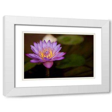 Macro Bloom VI White Modern Wood Framed Art Print with Double Matting by Millet, Karyn