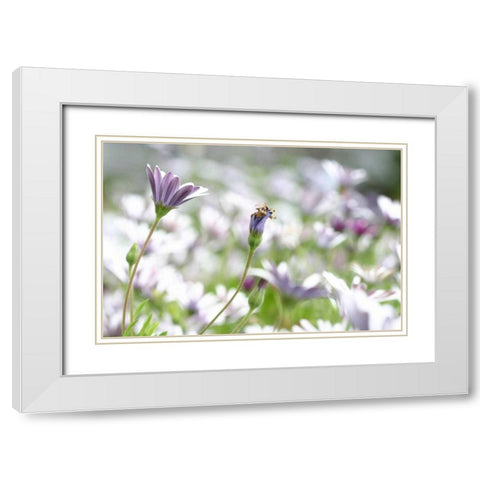 Field of Daisies I White Modern Wood Framed Art Print with Double Matting by Millet, Karyn