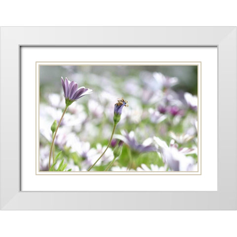 Field of Daisies I White Modern Wood Framed Art Print with Double Matting by Millet, Karyn